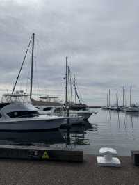 【シドニー郊外】野生のイルカと絶景に出会える場所。Port Stephens で過ごす1日
