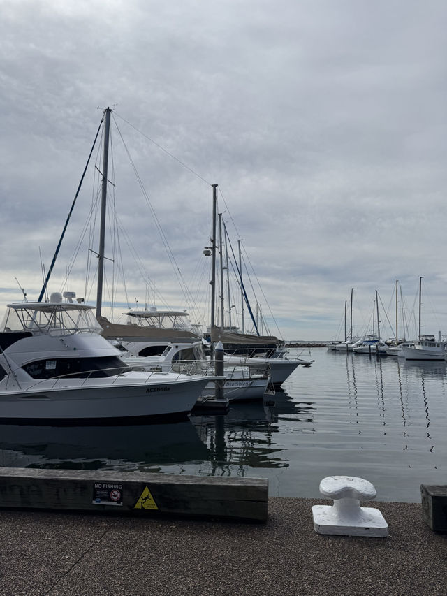 【シドニー郊外】野生のイルカと絶景に出会える場所。Port Stephens で過ごす1日