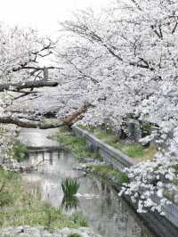 🌸Tokyo Suburban Cherry Blossom Spot | A Peaceful Walk Away from Crowds🌸