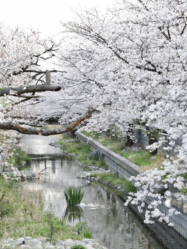 🌸Tokyo Suburban Cherry Blossom Spot | A Peaceful Walk Away from Crowds🌸