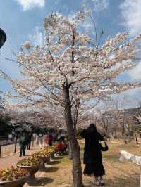 Petals & Paradise: My Cherry Blossom Adventure in Jinhae