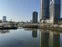 2025大阪毛馬櫻之宮公園沿河浪漫櫻花步道