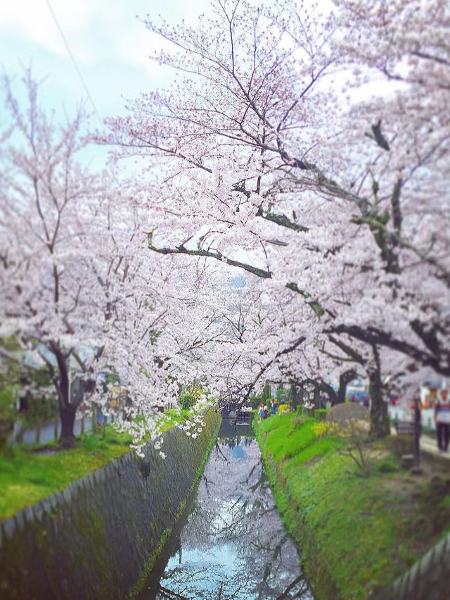 Strolling Through Petals and Philosophy: Kyoto’s Philosopher’s Path