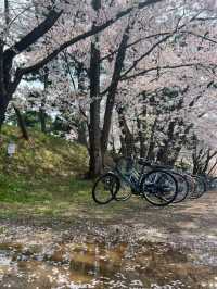 Enchanting Cherry Blossom Rain: A Must-See at Hirosaki Park