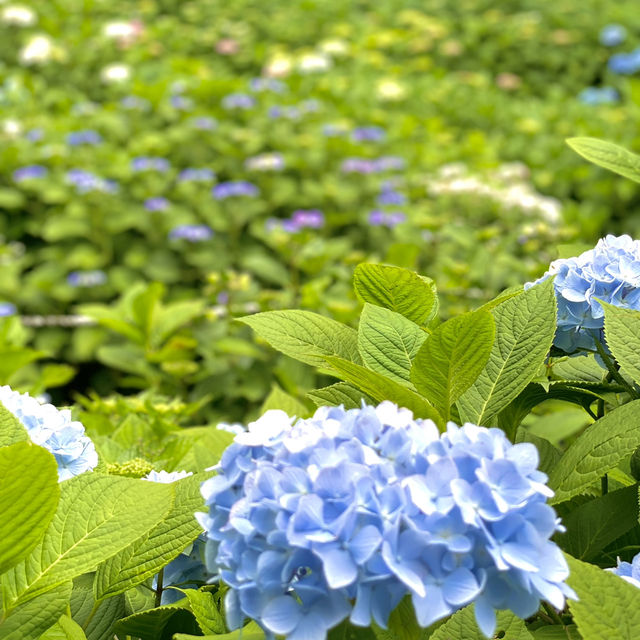 【鎌倉】鎌倉の紫陽花 有名スポット長谷寺