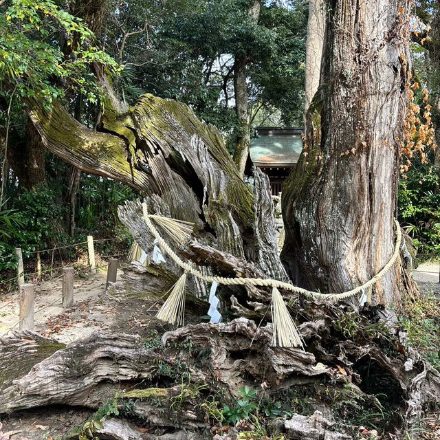 🇯🇵【愛媛】パワースポット！今治大島！大山祇神社(^^)