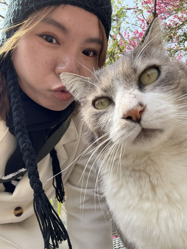  悠閒貓島散步：男木島的小確幸之旅