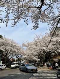 Jeju Island Right Now? Absolutely STUNNING — Like a Scene from a Dream!