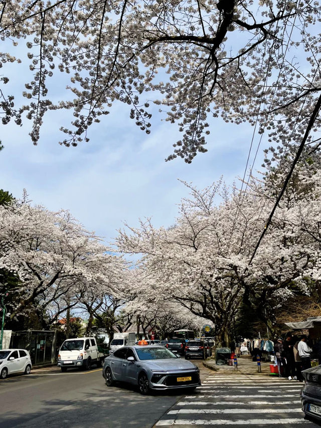 Jeju Island Right Now? Absolutely STUNNING — Like a Scene from a Dream!