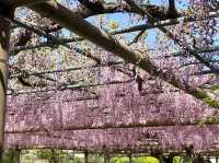 【限定イベント】曼陀羅寺公園の藤まつり