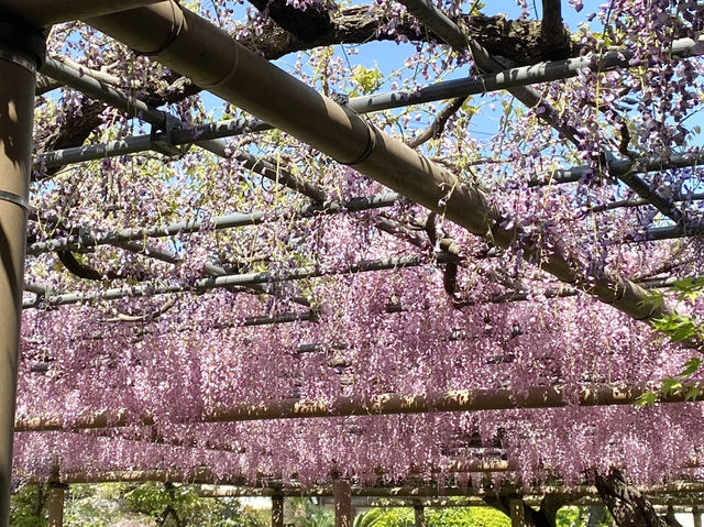 【限定イベント】曼陀羅寺公園の藤まつり