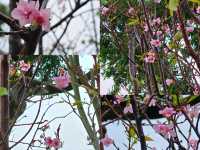 🌸鰂魚涌公園的驚喜🌸
