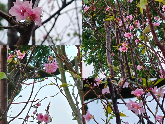🌸鰂魚涌公園的驚喜🌸