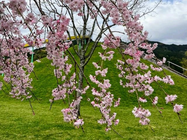 福岡賞櫻秘境---朝倉市甘城水文化村的水燈櫻花