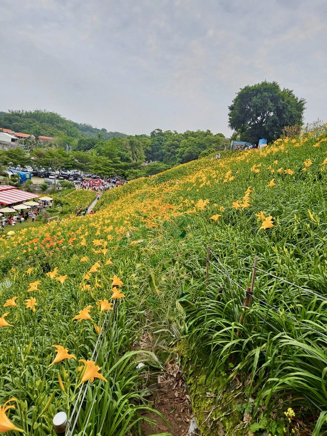 彰化虎山巖3萬株金針花齊力綻放！  