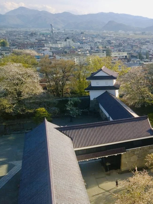 Tsuruga Castle – A Spring Icon of Aizuwakamatsu