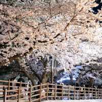 Cherry Blossoms at Oncheoncheon River: A Springtime Gem