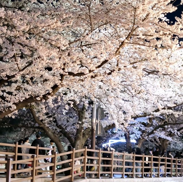 Cherry Blossoms at Oncheoncheon River: A Springtime Gem