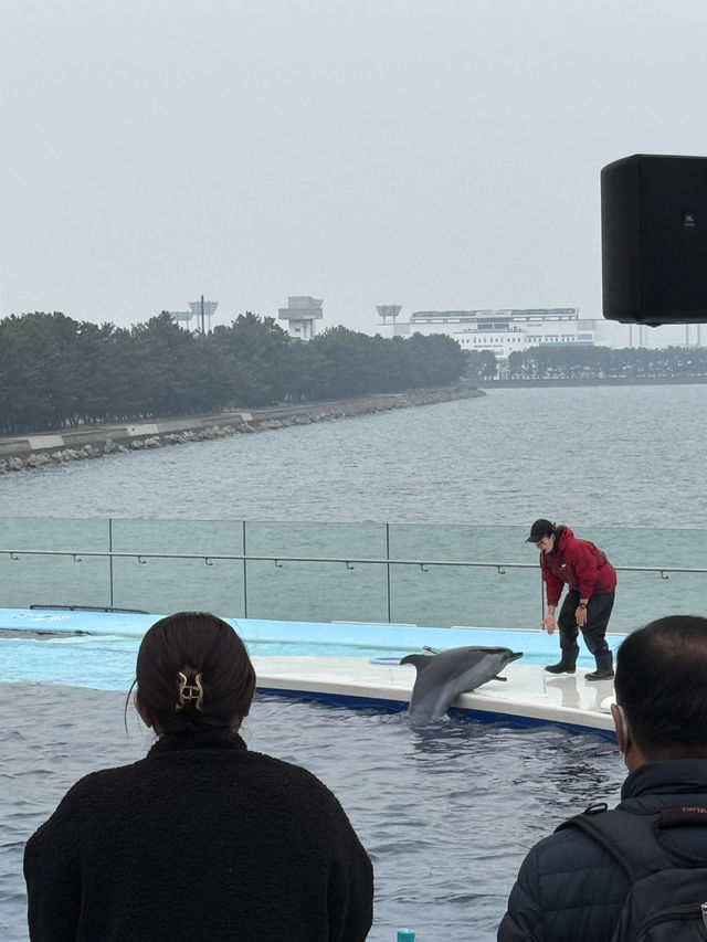 🐬✨【四國水族館——夢幻海底之旅】✨🐋