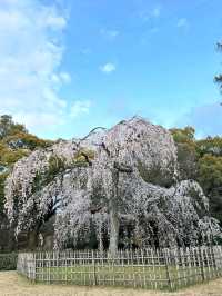 Honestly, kinda the perfect low-key hanami hangout.
