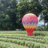 Songkhla Flower Farm สวนดอกไม้แห่งแรกในสงขลา