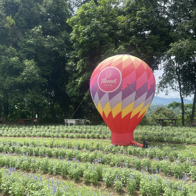 Songkhla Flower Farm สวนดอกไม้แห่งแรกในสงขลา