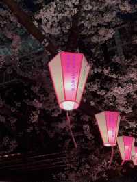 도쿄 메구로가와 밤 벚꽃길 후기🌸🌙