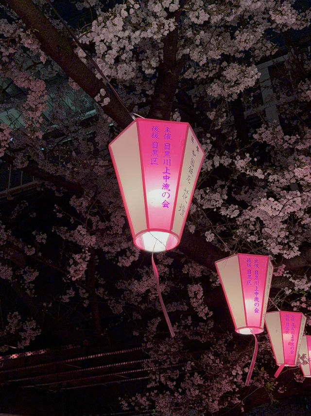 도쿄 메구로가와 밤 벚꽃길 후기🌸🌙