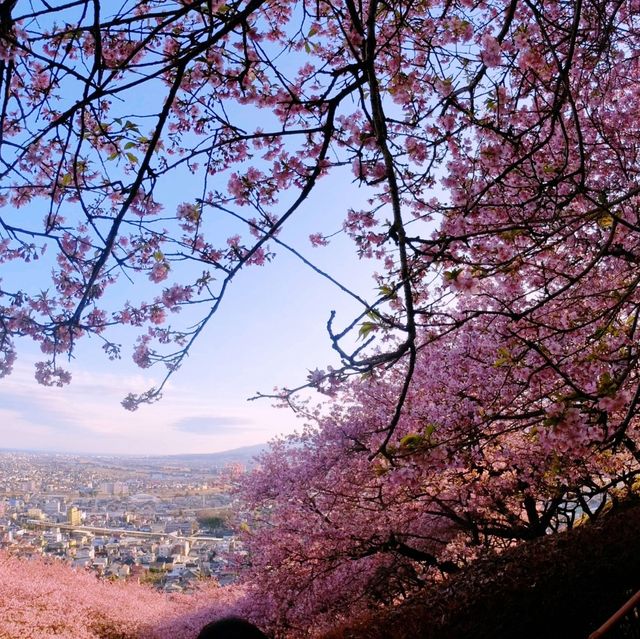Matsuda Cherry Blossom Festival: Spring’s Early Arrival
