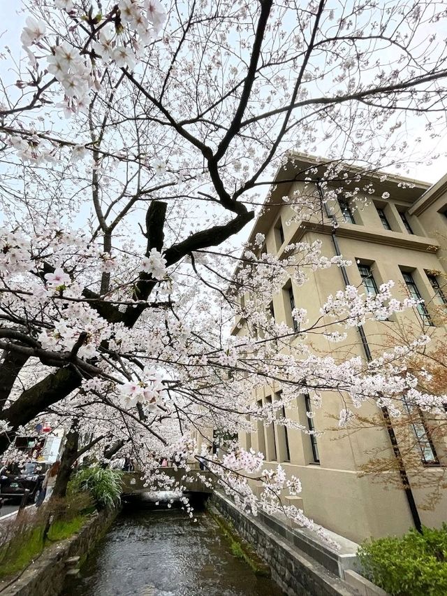 Chillin’ Under the Blossoms