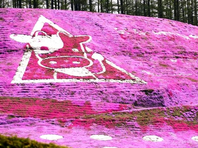 【北海道】圧巻のピンクの絨毯！「ひがしもこと芝桜公園」