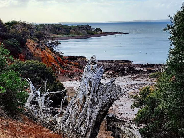 🌿 Churchill Island Weekend Escape: Cows, Lavender & Island Serenity