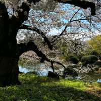 Shinjuku Gyoen – A Quiet Breath in the Heart of Tokyo
