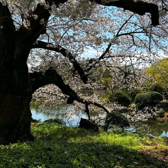 Shinjuku Gyoen – A Quiet Breath in the Heart of Tokyo