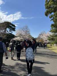 🏞️【皇居春日限定開放】趕上滿開櫻花×最後開放日！東京市中心的賞櫻驚喜體驗 🌸