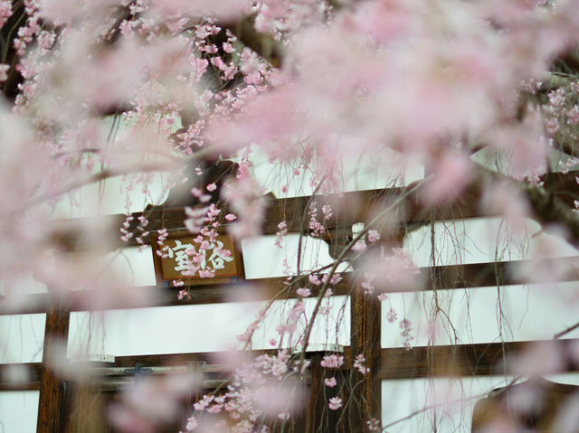 Japan – The Taste of Spring in Every Petal