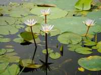 National Botanical Garden – Dhaka’s Living Green Museum