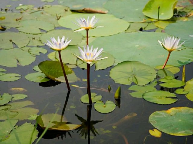 National Botanical Garden – Dhaka’s Living Green Museum