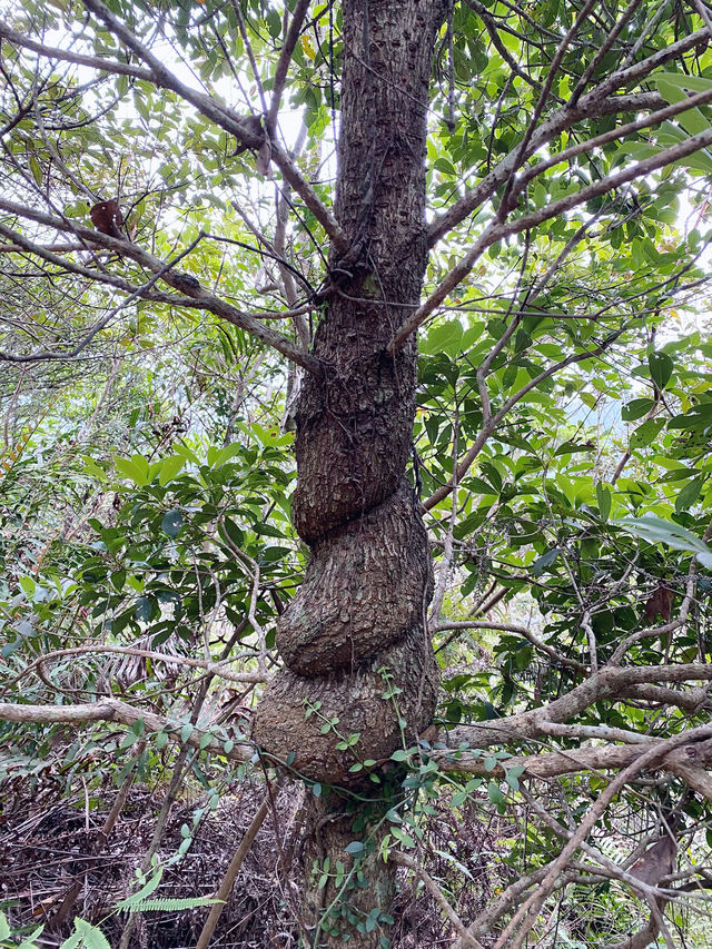 香港｜去嶂上營地吃一碗豆腐花🏕️