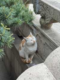 A place so peaceful even the cats seem to meditate — Xiyuan Temple