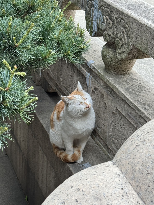 A place so peaceful even the cats seem to meditate — Xiyuan Temple