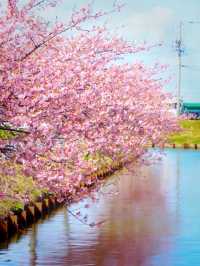 History in Bloom at Matsusaka Park