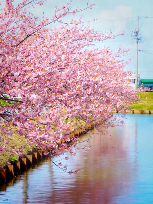 History in Bloom at Matsusaka Park