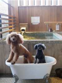予約困難❕ペットと泊まれる人気の温泉宿🐕‍🦺
