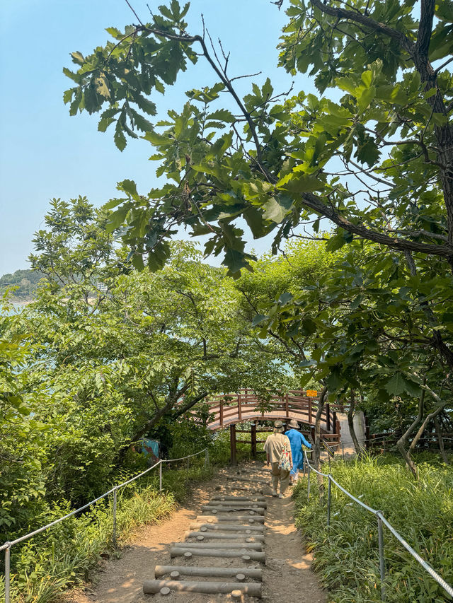 지금 당장 가야하는 샤스타데이지 꽃밭 추천
