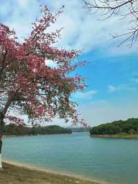東莞｜這麼美的松山湖，不能只藏在我的相冊裏.