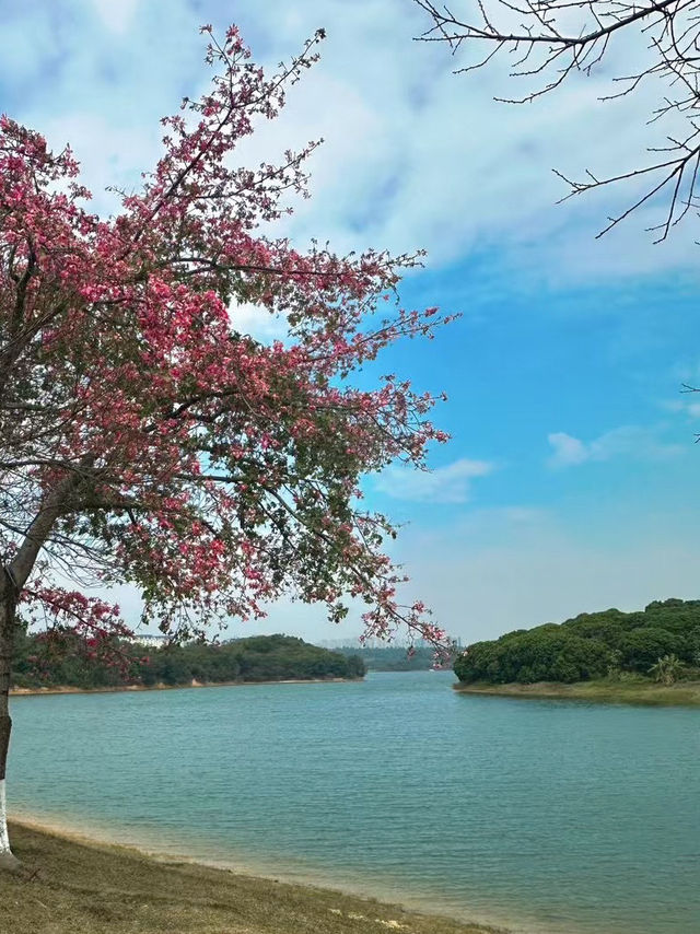 東莞｜這麼美的松山湖，不能只藏在我的相冊裏.