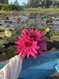 🌸 想体验一场贴近自然、超梦幻的水上之旅？那你一定要来南泰的隐藏秘境 —— Thale Noi 莲花湖，就位于 🇹🇭Phatthalung 帕塔卢翁。