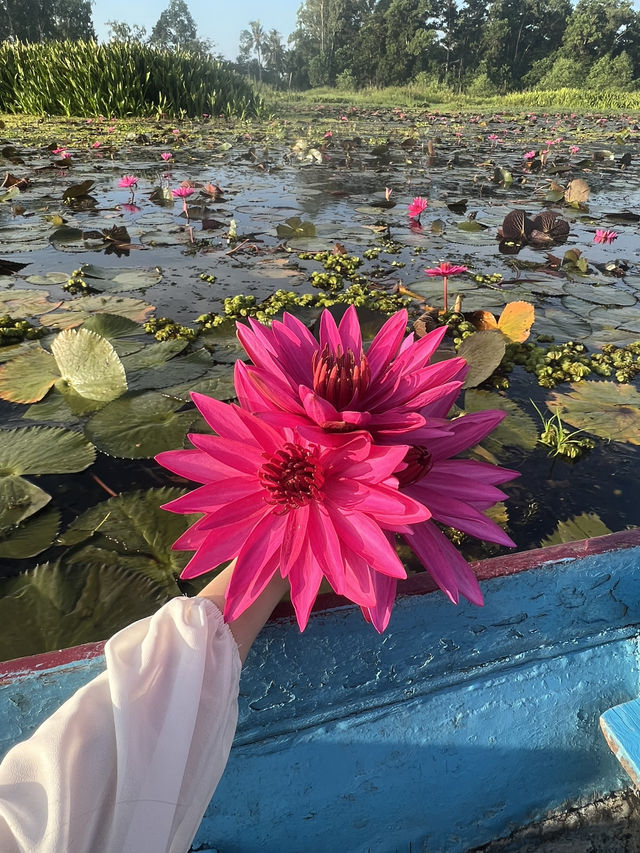 🌸 想体验一场贴近自然、超梦幻的水上之旅？那你一定要来南泰的隐藏秘境 —— Thale Noi 莲花湖，就位于 🇹🇭Phatthalung 帕塔卢翁。