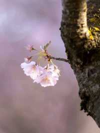 Cherry Blossoms in Olympiapark – Munich’s Springtime Magic